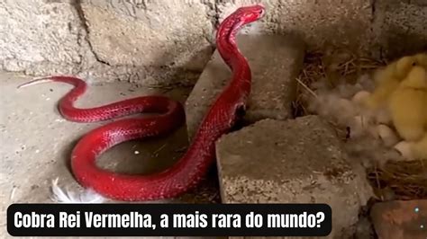 Cobra Rei Vermelha A Mais Rara Do Mundo YouTube