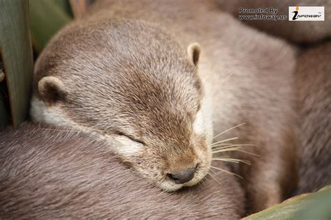 cute otter wallpaper 3