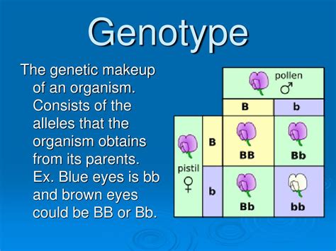 Ppt Genetic Crosses Powerpoint Presentation Free Download Id 4145081