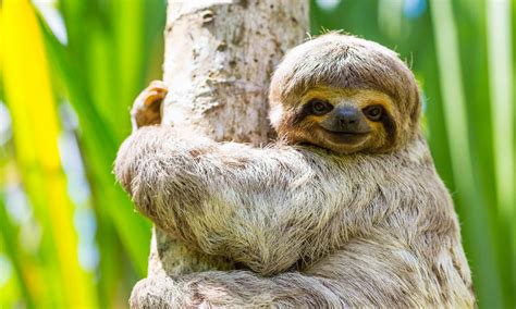 6 Fast Fun Facts You Didnt Know About Sloths Wanderlust