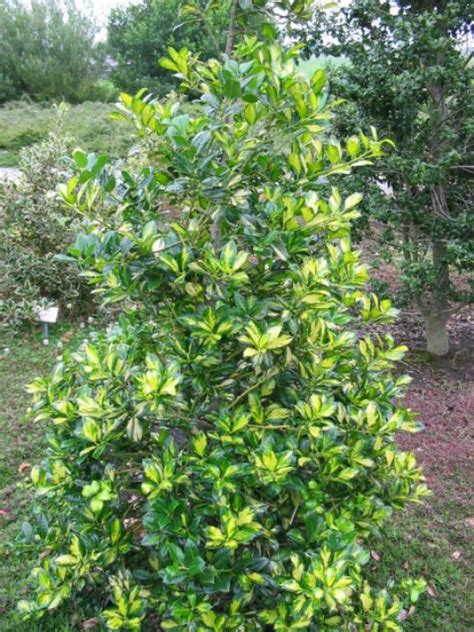 Ilex Aquifolium Gold Flash Bonte Hulst Appeltern Adventure Gardens