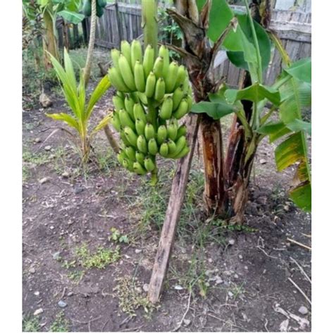 Jual Bibit Pisang Morosebo Dengan Pohon Mini Pendek Pisang Ambon Mini