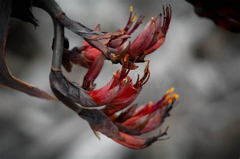 NZ Native Flax stock image. Image of zealand, coast, flax - 52220917