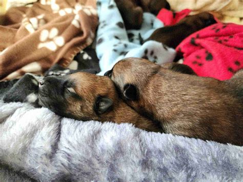 Belgian Malinois Puppies For Sale