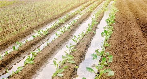 Irriga O E Cultivo De Batata Jovem No Campo Rega Das Culturas