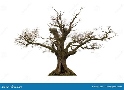 Dead Tree Royalty Free Stock Photography Image 13567227