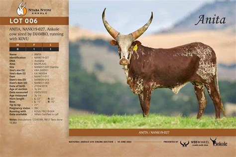 More Of Ramaphosa S Ankole Cattle Are Headed To Auction At His Phala Phala Farm Next Weekend