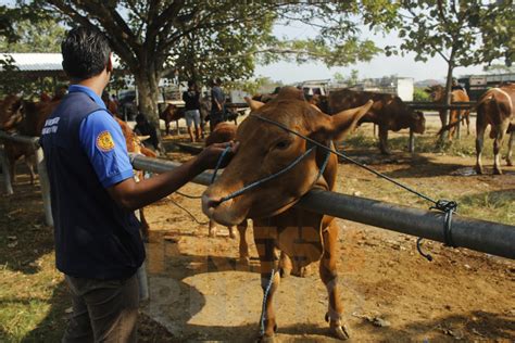 Cek Kesehatan Sapi Press Photo