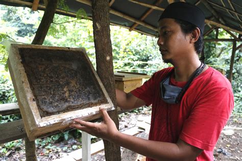 Foto Melihat Budidaya Lebah Madu Di Hutan Kota Srengseng