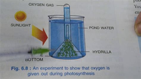 Experiments For Photosynthesis Part 2 Youtube