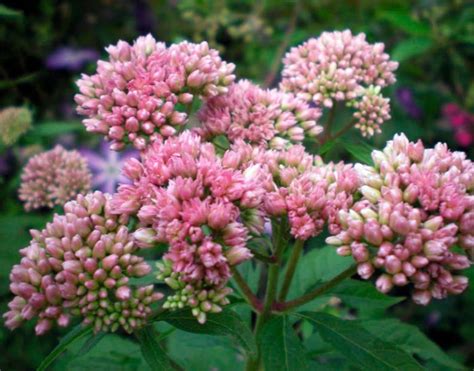 Посконник: посадка и уход в открытом грунте, виды и сорта