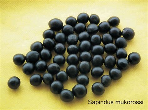 Sapindus Mukorossi Soap Nut Soapberry By Simbalovesfriends