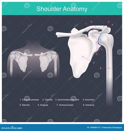 The Iliotibial Band Is A Longitudinal Fibrous Reinforcement Of The