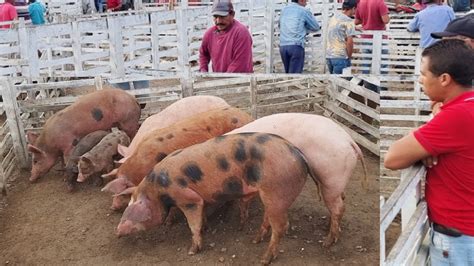 FEIRA DE SUÍNOS EM CUPIRA PE ALÉM DE CAPRINOS E OVINOS 18 10 2023