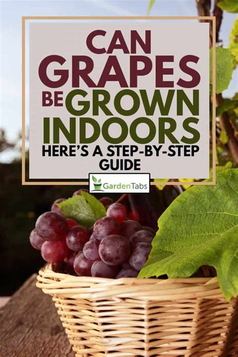 Can Grapes Be Grown Indoors? [Here's a Step-by-Step Guide]