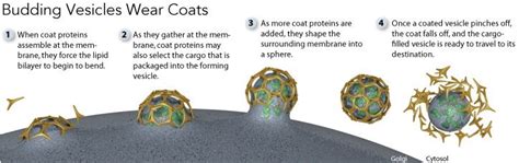 Directing Traffic: How Vesicles Transport Cargo