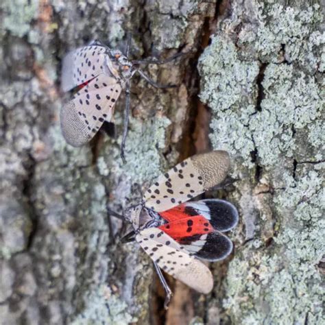 How to Make a Homemade Lanternfly Spray - Green Lawn Fertilizing