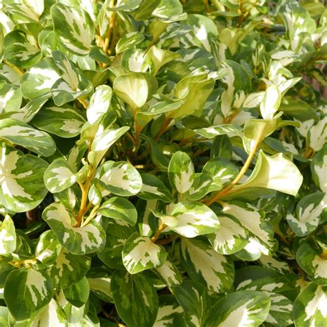 Griselinia Littoralis Variegata Leafwise