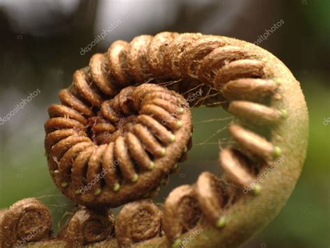 Monkey tail fern | Monkey Tail Fern — Stock Photo © dynelight #1505645