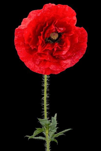 Flor Roja De Amapola Lat Papaver Aislado Sobre Fondo Negro Foto Premium