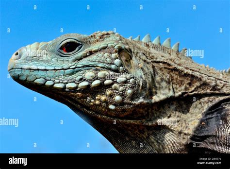 Grand Cayman Blue Iguana (Cyclura lewisi). Captivity. Endangered (750