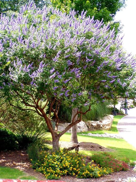 Vitex Tree Serves As Texas Answer To The Lilac Backyard Trees