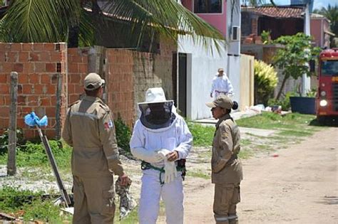 Ataque De Abelhas Deixa Tr S Pessoas Em Estado Grave Em Arapiraca