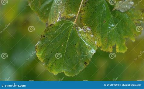 Rain on Tree Leaves in the Forest Stock Footage - Video of plant ...