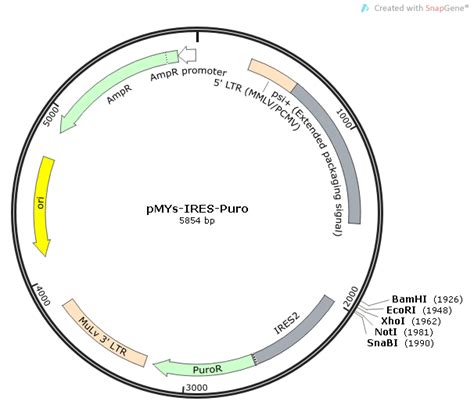 Pmys Ires Puro载体质粒图谱 优宝生物