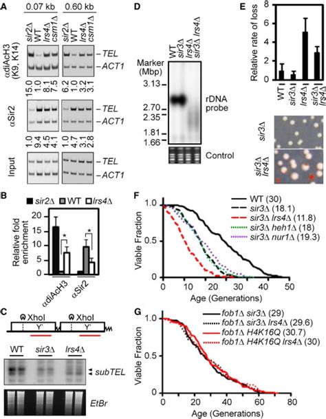 Perinuclear Cohibin Complexes Maintain Replicative Life Span Via Roles