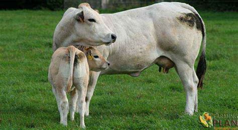 Piedmontese Cattle: Developed From Local Breeds - Farming Plan