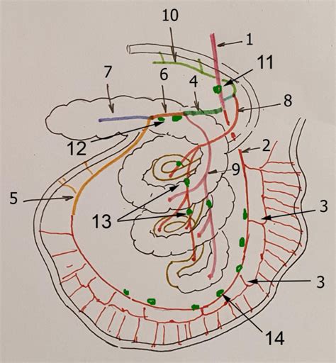 artère mésentérique crâniale porc Diagram Quizlet