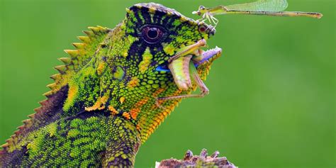 Reptiles And Amphibians Photo Contest - ViewBug.com