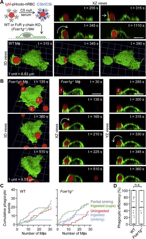 Complement Receptor Mediates Both Sinking Phagocytosis And Phagocytic