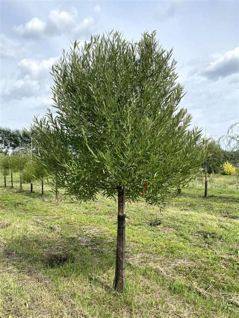 Ива ломкая "Буллата" 🌿 по цене от 380 ₽ купить саженцы в питомнике ...