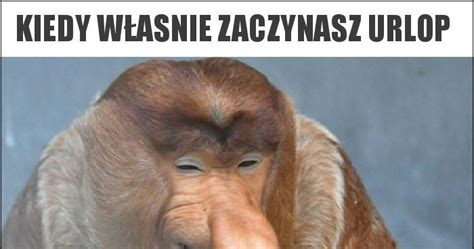 Kiedy własnie zaczynasz urlop memy gify i śmieszne obrazki facebook