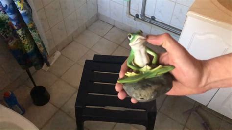 Gaycrush Frog Buttcrush Gay