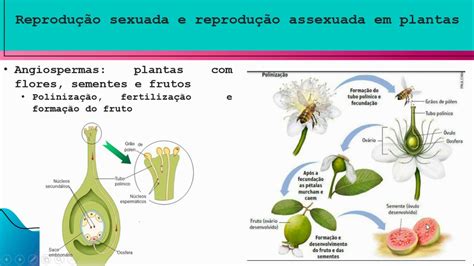 Reprodução sexuada e reprodução assexuada em plantas Parte 5 YouTube