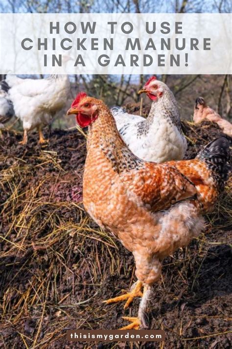 A Small Flock Of Backyard Chickens From Thisismygarden Manure