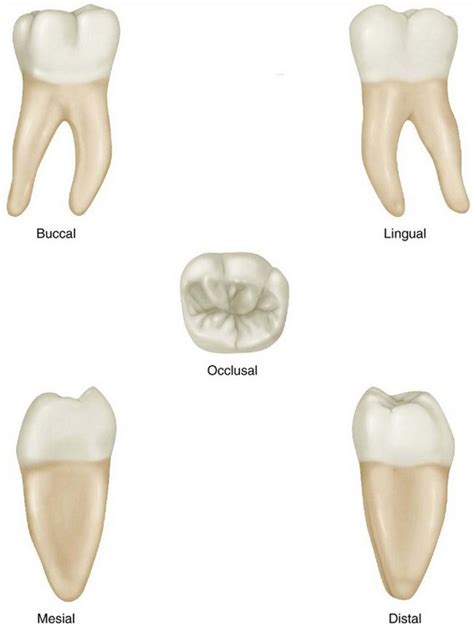 The Permanent Mandibular Molars Pocket Dentistry