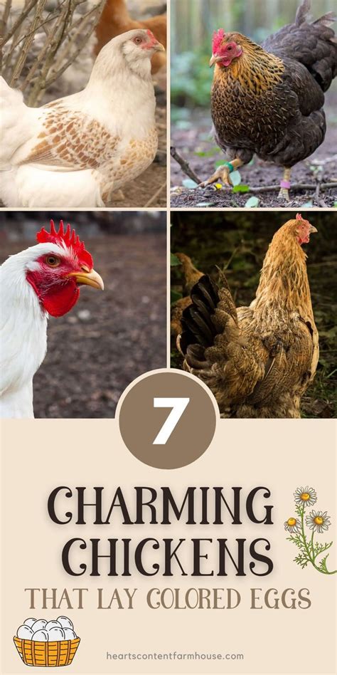 Discover The Breeds Of Chickens That Lay Colored Eggs So You Can Have A