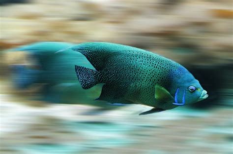 images water animal wildlife underwater scale fauna