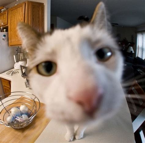 Cat Staring At Camera Pfp Goimages Quack