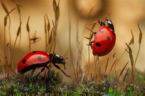 Hd Wallpaper Macro Insects Bugs A Couple Ladybugs Grass