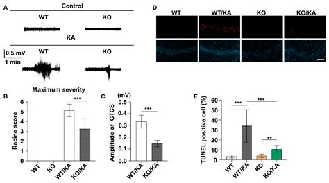 Ijms Free Full Text Blocking Erk Dapk Axis Attenuates Glutamate