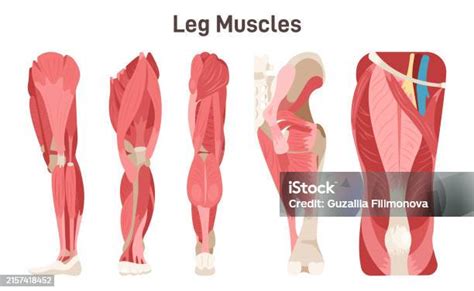 Leg Hip And Knee Muscle Anatomical Structure Set Front Side Stock Illustration Download Image