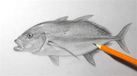 How To Draw A Hawaii Ulua Fish Pencil Drawing For Beginners YouTube