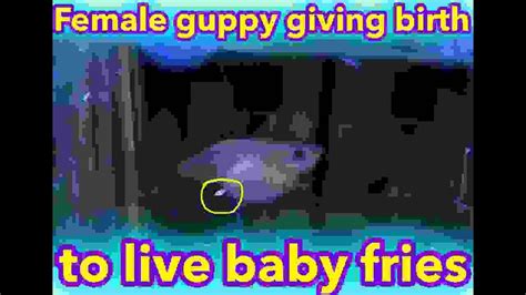 Guppy Giving Birth Part 2 Youtube