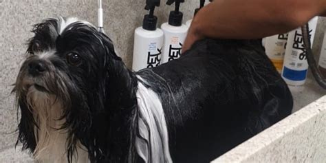 Desembaraçador De Pelos Para Shih Tzu - Shih tzu: Terra Zoo dá dicas para desembaraçar os pelos...