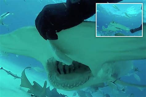 Hammerhead Shark Lunges At Shocked Diver During Chaotic Feeding Frenzy